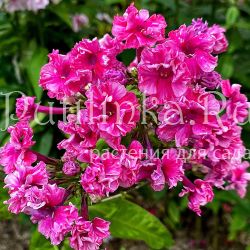 Флокс метельчатый Сенсация (Егорова В.)