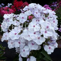 Флокс метельчатый Северянка (Егорова В.)