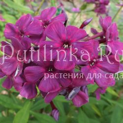 Флокс метельчатый Трубочист (Егорова В.)