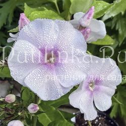 Флокс метельчатый Пелегрина (Егорова В.)