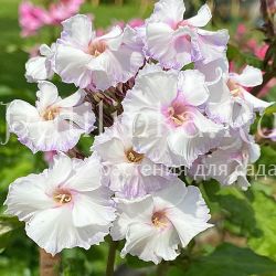 Флокс метельчатый Эйфария (Егорова В.)