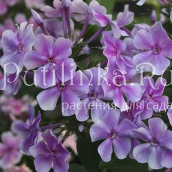 Флокс метельчатый Гордость и Предубеждение (Марковский Ю.Б.)