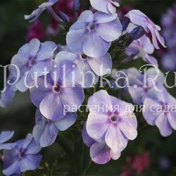 Флокс метельчатый Ангел Хранитель (Марковский Ю.Б.)