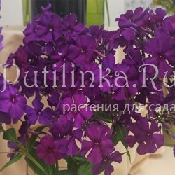 Флокс метельчатый Джекпот (Кузнецова И.)