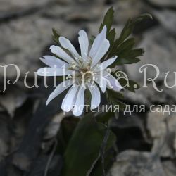 Анемона Shiro Manne (A. psudoaltaica Shiro Manne)