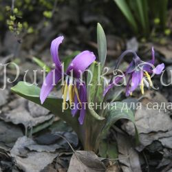 Кандык сибирский сортовая линия Волна