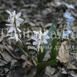 Пролеска сибирская светло розовая