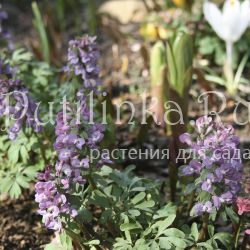 Хохлатка Морская Стихия