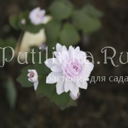 Анемонелла Cameo (Anemonella Cameo)