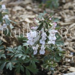 Хохлатка Модница