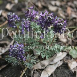 Хохлатка Черника