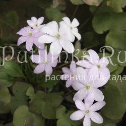 Печеночница благородная Питерский Лев