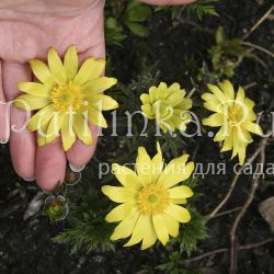 Адонис (пришел ко мне как Адонис алтайский)