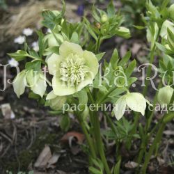 Морозник анемоновидный