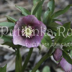 Морозник анемоновидный