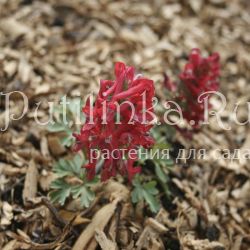 Хохлатка плотная Ассоль