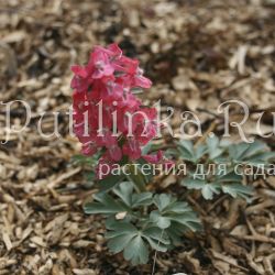 Хохлатка плотная Болеро