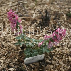 Хохлатка плотная Невеста