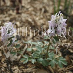 Хохлатка плотная Juna (Corydalis solida Juna)