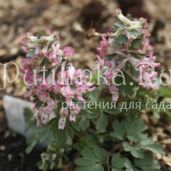 Хохлатка плотная Райское Наслаждение