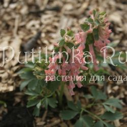 Хохлатка плотная Анжелика