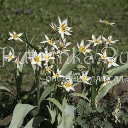 Тюльпан туркестанский (Tulipa turkestanica)