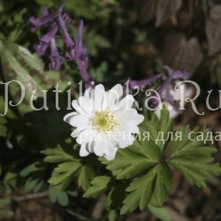 Анемона дубравная Maret (A. nemorosa Maret)