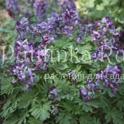 Хохлатка плотная 78-20