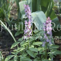 Хохлатка (сорт уточняется)