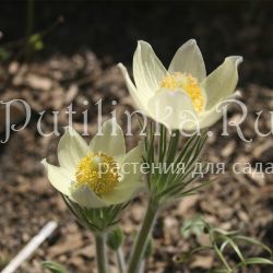 Прострел желтеющий (P. flavescens)