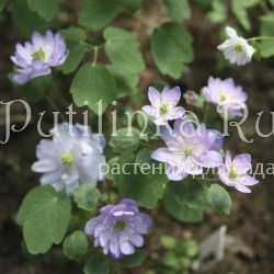 Анемонелла василистниковая Kikuzaki (Anemonella thalictroides Kikuzaki)