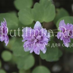 Анемонелла василистниковая Shoaf's Double Pink (Anemonella thalictroides Shoaf's Double Pink)