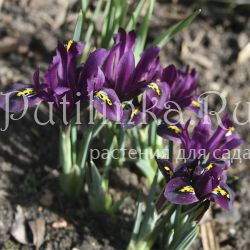 Ирис сетчатый J.S. Dijt (Iris reticulata J.S. Dijt)
