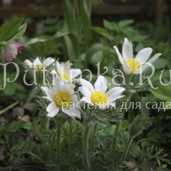 Прострел обыкновенный