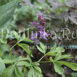 Хохлатка расставленная (Corydalis remota)