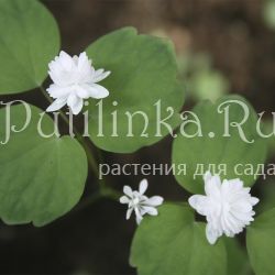 Анемонелла василистниковая Full Double White (Anemonella thalictroides Full Double White)