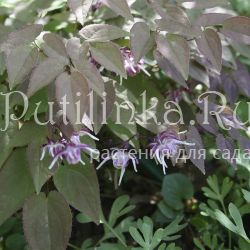 Горянка крупноцветковая Queen Esta