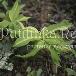 Купена душистая Dai Kouga (Polygonatum odoratum Dai Kouga)