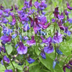 Чина весенняя