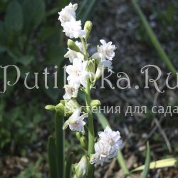 Гиацинт Gloria Mundi