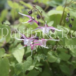 Горянка крупноцветковая Princess Susan (E. grandiflorum Princess Susan)