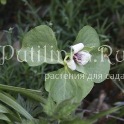 Триллиум Ругеля (Trillium rugelii)