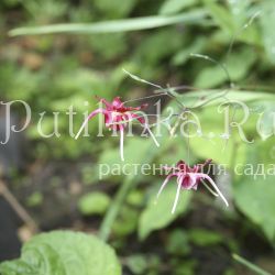 Горянка Red maximum