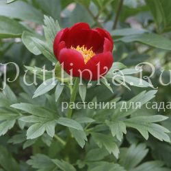 Пион иноземный (Paeonia peregrina)