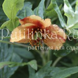 Пион Делавея (Paeonia delavayi)