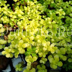 Седум Ogon (Sedum Ogon)
