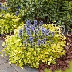 Живучка Feathered Friends Cordial Canary (Ajuga reptans Feathered Friends Cordial Canary)