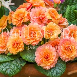 Примула Sweet Apricot (Primula Prima Belarina Sweet Apricot)