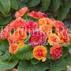 Примула Belarina Tangerine Twist (Primula Belarina Tangerine Twist)