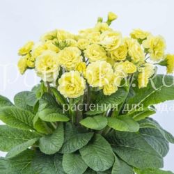 Примула Pretty Polly Jersey Cream (Primula Pretty Polly Jersey Cream)